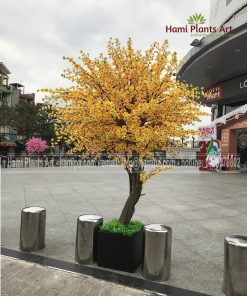Cây hoa mai cao 2m5 tán rộng 1m6