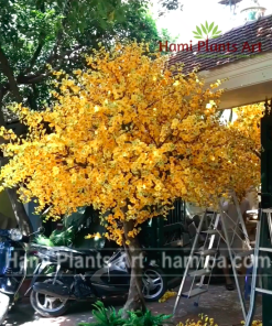 Cây hoa mai giả cao 3m tán rộng 2m8